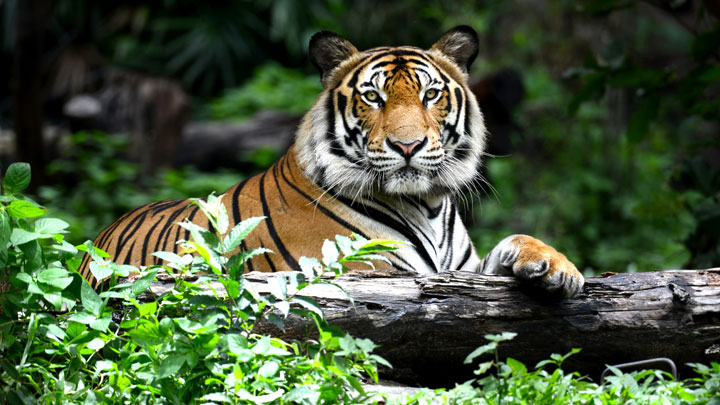 The Tale of the Tiger Stripes by Kelvin Ganesan | Henry Goh Singapore